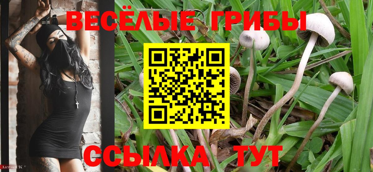Чапаевск  Галлюциногенные грибы ЛСД  Вход с VPN 